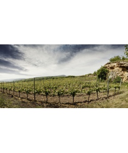 weingut_rings_-_weinbergslage