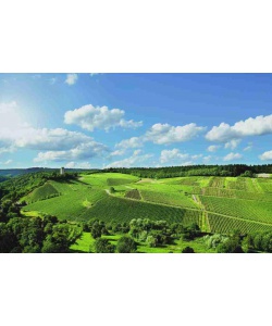 weingut_robert_weil_-_weinberge